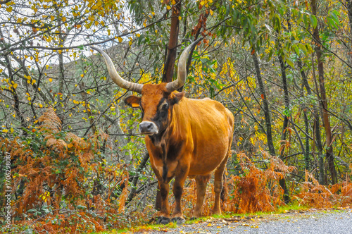 Cows grazing in the field