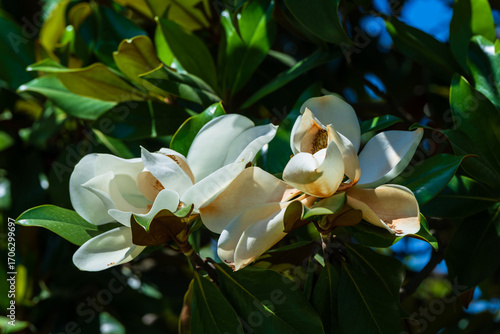 Flower, fruits and foliage of Magnolia grandiflora (Southern magnolia)