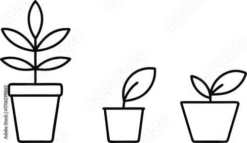 Three potted plants of varying sizes, isolated on white background
