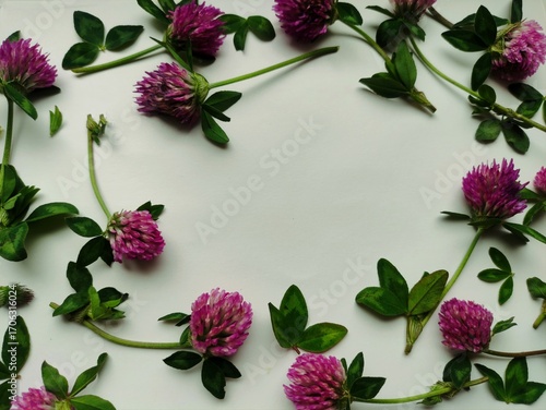A frame of red clover flowers. Fresh floral background, pattern