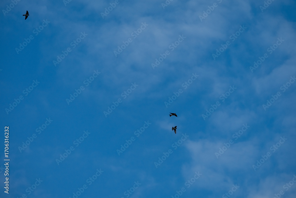 Fototapeta premium Sky Dancers: Trio of Swallows in the Summer Sky