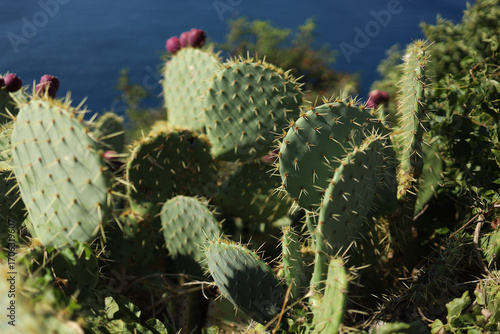 Cactus on the mountain, Opuntia ficus-indica, Croatia