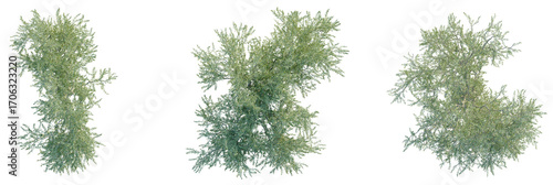 Olive Tree plan top view cutout transparent background