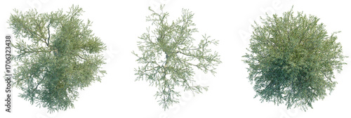 Olive Tree plan top view cutout isolate on white background