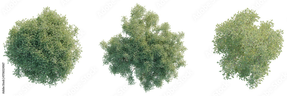 Obraz premium Olive Tree plan top view 4k cutout transparent