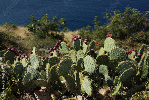 Cactus on the mountain, Opuntia ficus-indica, Croatia