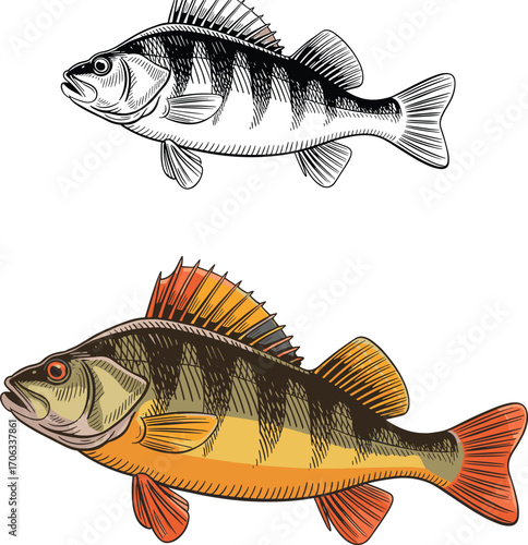 Detailed vector illustration of a colorful perch fish with intricate scales and fins, freshwater fish species, hand-drawn style, nature and wildlife concept