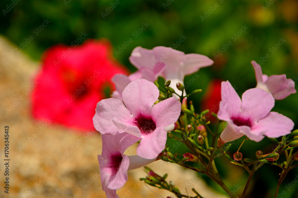 Obraz premium rózowy kwiat madewilli, kwitnąca mandewila, Mandevilla, rocktrumpet, pink madevillea flower
