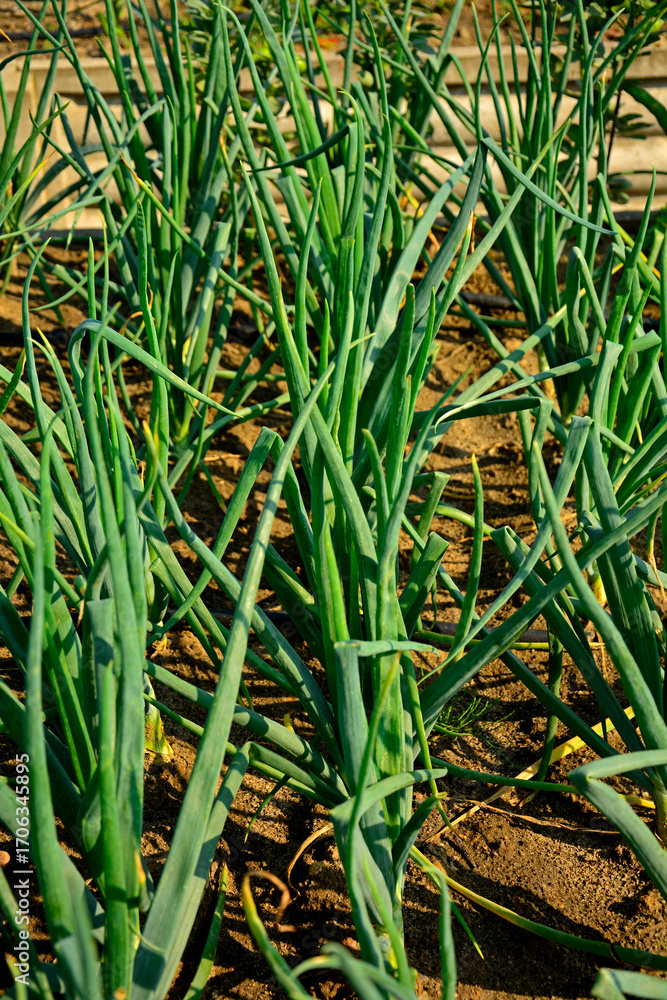 Obraz premium zielony szczypior cebuli uprawianej w ogrodzie, cebula w rosnąca rzędach w warzywniku, Cebula zwyczajna, Allium cepa, green onions growing in beds