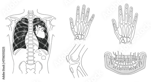 Detailed anatomical illustrations of human skeletal system components including lungs heart hands knee and jaw for medical and educational use, Generative AI.
