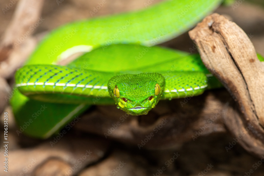Obraz premium Close-up of a beautiful Vogel's pit viper (Trimeresurus vogeli), coiled on a branch. A colorful, venomous pit viper native to Southeast Asia
