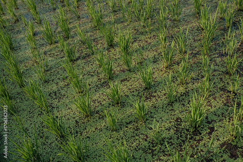 Rice scions