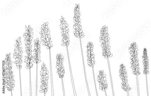Minimalist continuous line art of lavender flowers creating a delicate doodle floral border in black linear style isolated on white background vector illustration