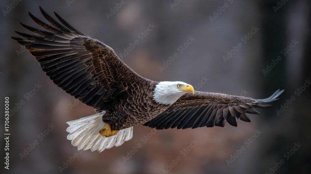 Fototapeta premium Bald eagle gliding gracefully through the forest during a calm morning