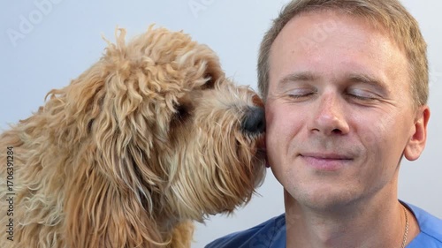 A curly-haired brown Labrador or a poodle is being licked by a young male veterinarian in a blue uniform