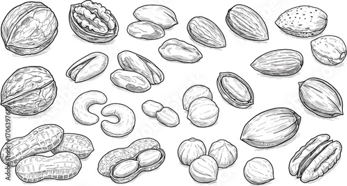 Hand drawn nuts, black and white sketch, walnut, almond, peanut, cashew, pistachio, food illustration, healthy snack, vector art