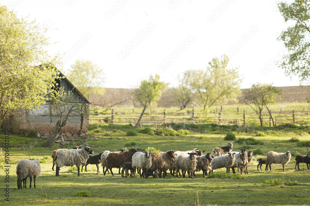 Fototapeta premium Mixed flock of sheep and lambs on a green pasture by a rustic barn, a sunny spring countryside farming scene.