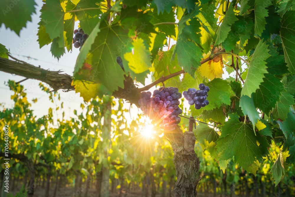 Fototapeta premium Grapes in Chianti vineyard with sunlight, Tuscany, Italy