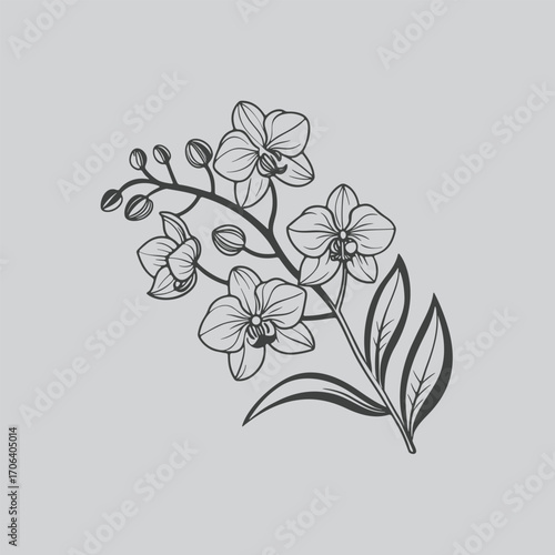 Black Orchid Buds and Blooms Illustration