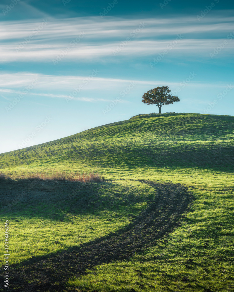 Fototapeta premium Lone tree on top of a hill in Val d'Orcia. Tuscany