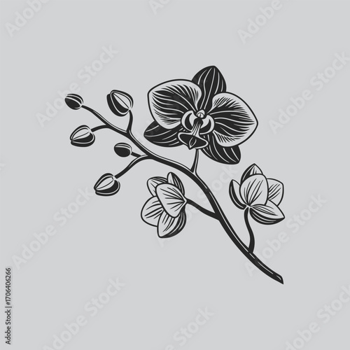 Orchid Blossom Black and White Graphic