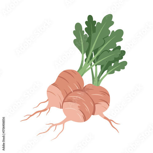 Bunch of root vegetables with green leaves on white background  