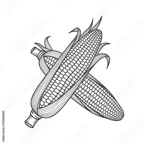 Vector art of hand drawn sketch of two corn cobs, showcasing the intricate details of the kernels and husks