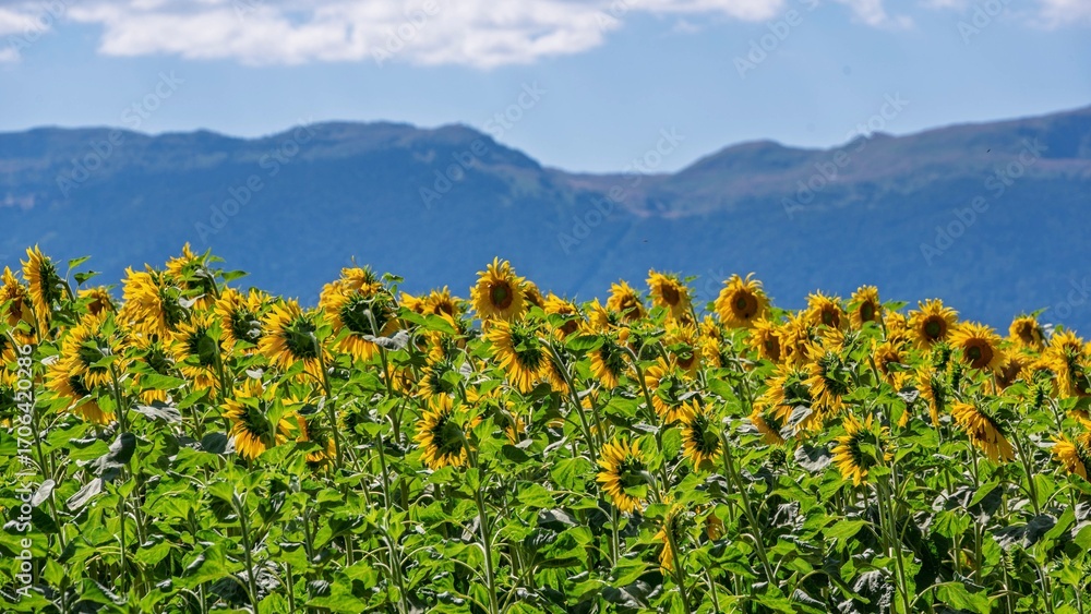 Fototapeta premium Mer dorée de tournesols sous le soleil d’été