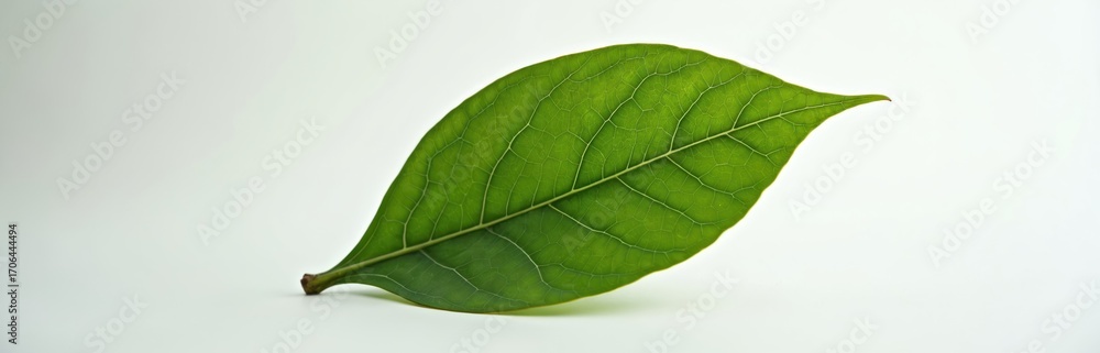 Obraz premium Close-up single vibrant green cocoa leaf on white background. Lush, detailed veins suggest healthy plant growth. Represents sustainable agriculture, organic farming, and natural botanical design.