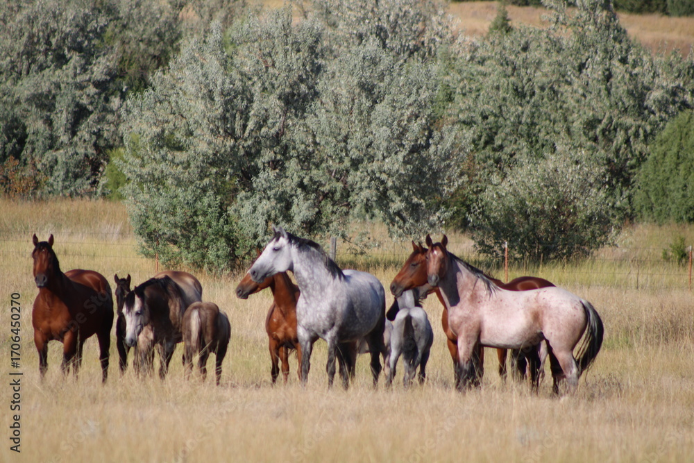 Obraz premium herd of horses close up