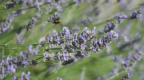Lavender flowers and bumble bees