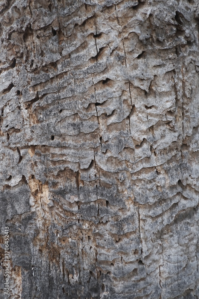 Obraz premium old tree texture. wooden background, nature