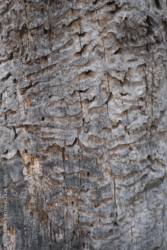 Obraz premium old tree texture. wooden background, nature