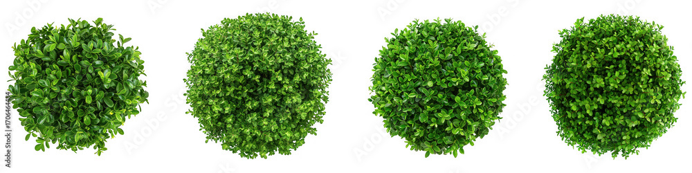 Obraz premium Four green spherical bushes or topiaries, isolated on transparent background 4k video