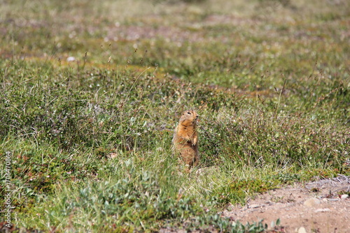 Ground Squirrel on tundra