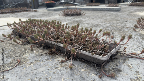 Canvas Print Hardy stonecrop succulents in a planter on a weathered concrete tomb