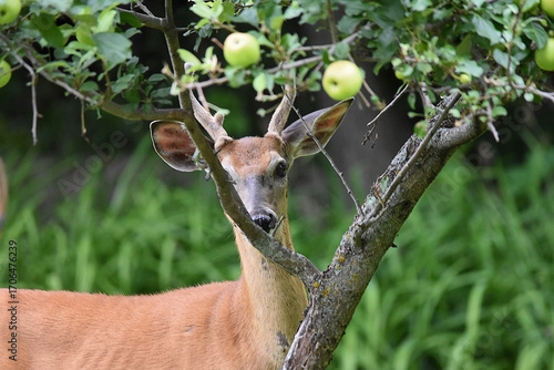 This buck was taking apples off of our apple tree and when he noticed me he stopped and peeked at me through the branches.