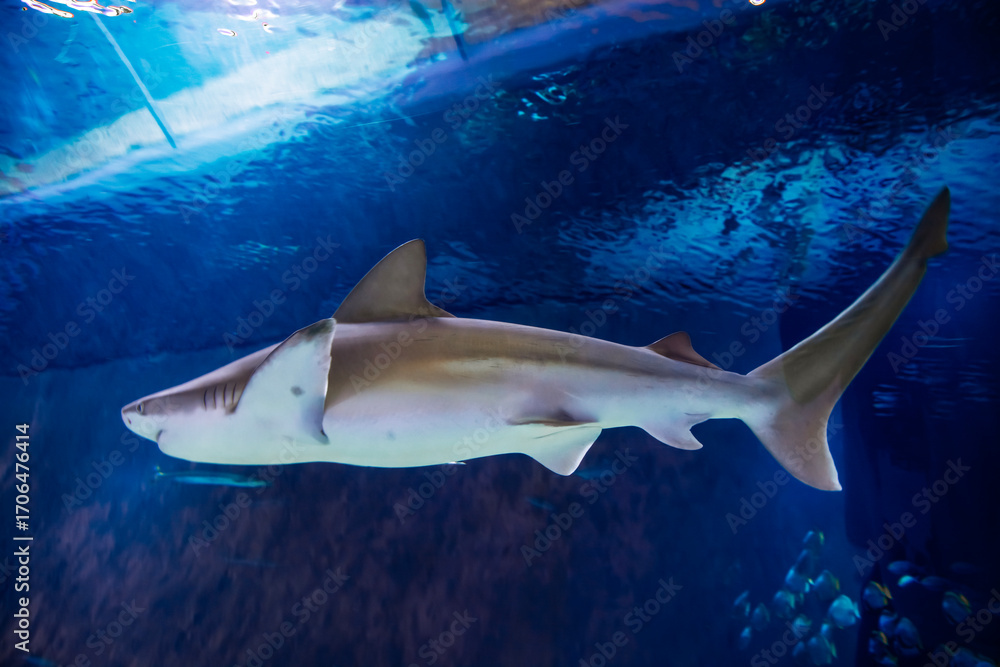 Fototapeta premium Sandbar shark, its scientific name is Carcharhinus plumbeus