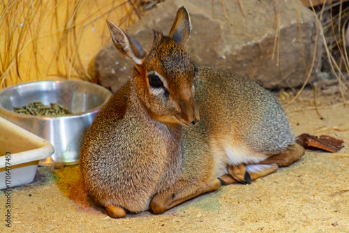 Fotografi Kirk s dik-dik, the pygmy antelope