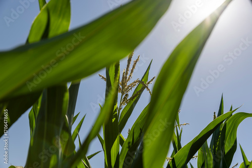 agricultural field with a future corn harvest during corn blooming, summer with blue sky, closeup, side view