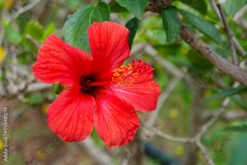 Wallpaper Mural Vibrant red hibiscus flower blooming in the Funchal Botanical Garden of Madeira, Portugal Torontodigital.ca
