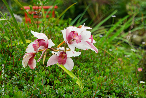 Wallpaper Mural Orchids blooming in the lush gardens of Monte Palace in Funchal, Madeira, Portugal Torontodigital.ca