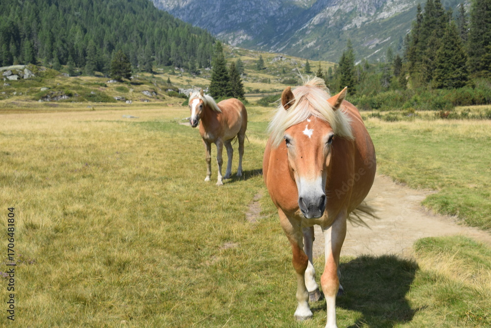 Obraz premium horse and foal