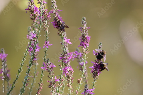 Pollinator bees feeding on purple flowers