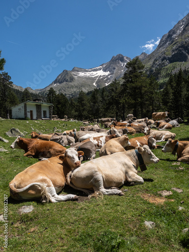 Cows ruminating in a high mountain pasture in the Pyrenees Spain