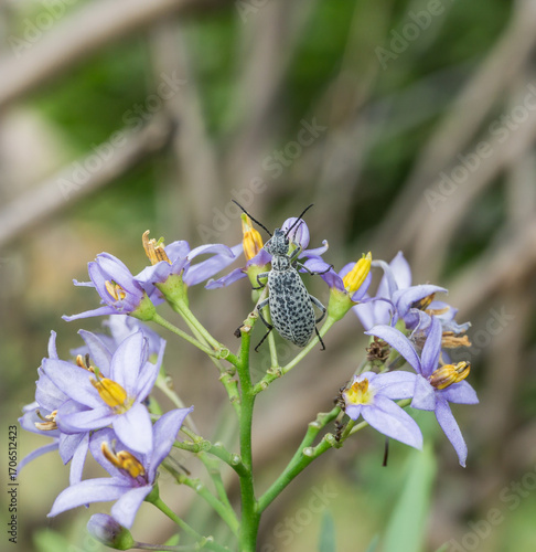Epicauta adspersa bug on purple flowers.