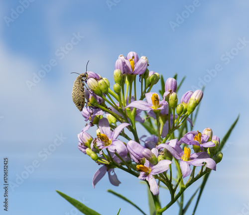 Epicauta adspersa bug on purple flowers.