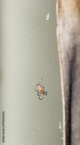 Red orb weaver spider