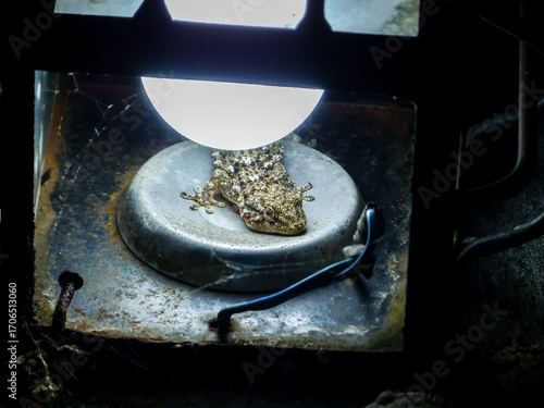 Lizard inside a lantern