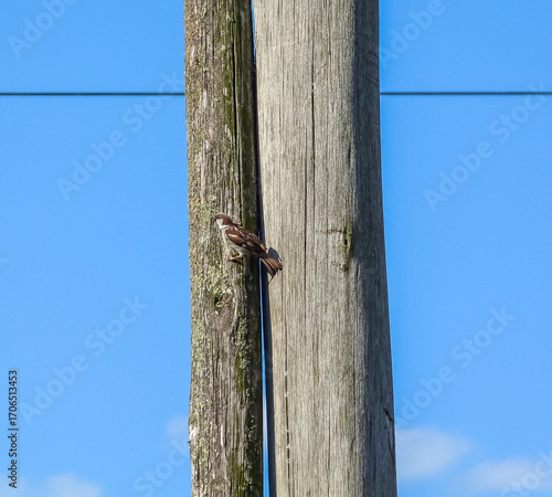 Sparrow on vertical poles